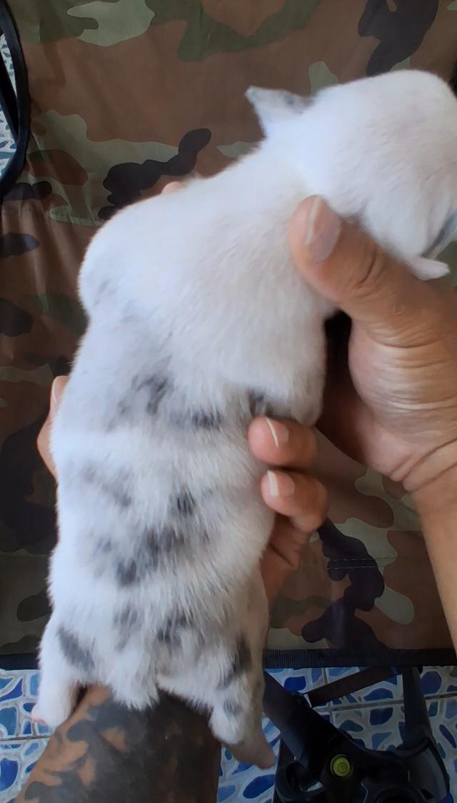 ลูกอเมริกันบูลลี่ micro exotic รูปที่ 9