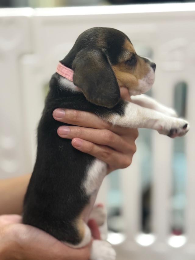 บีเกิ้ล (Beagle) 💯 13