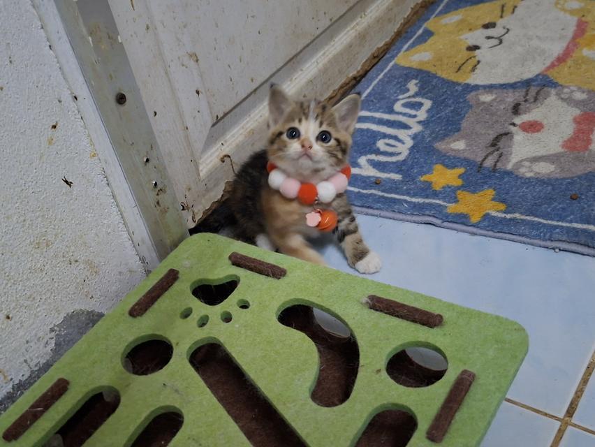 แมวสก๊อตติช ชาย1หญิง1 รูปที่ 13