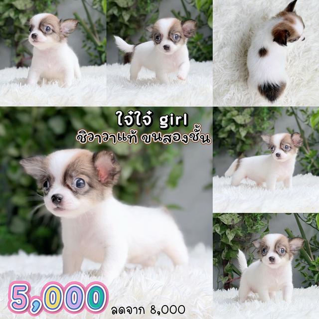 ชิวาวาแท้ ขนสองชั้นเพศเมีย รูปย่อยที่ 1