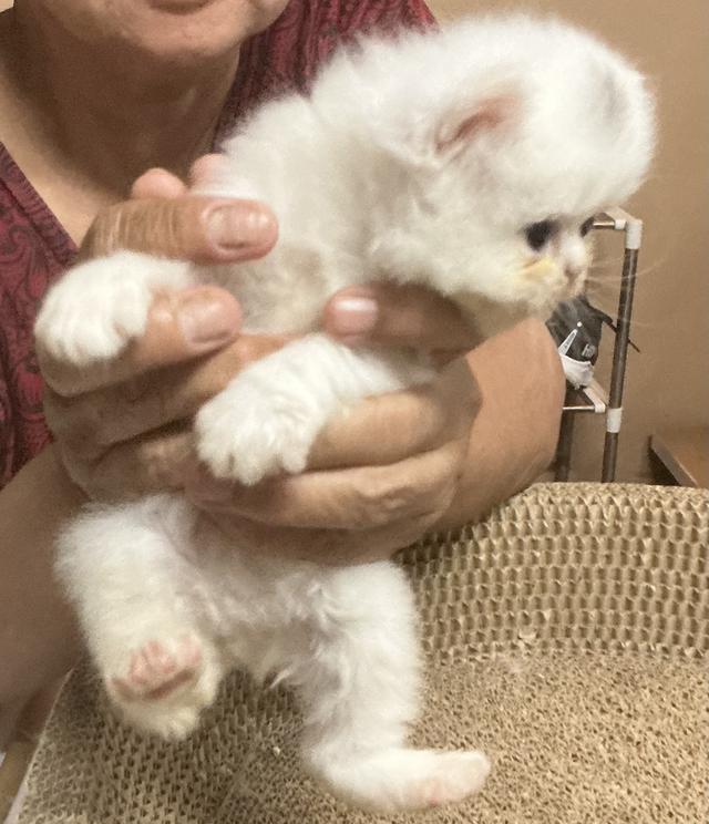 ลูกแมวเปอร์เซีย หน้าบี้หน้าหล่น หน้าตุ๊กตา เปิดกล้องดูเด็กๆได้ค่ะ รูปที่ 13