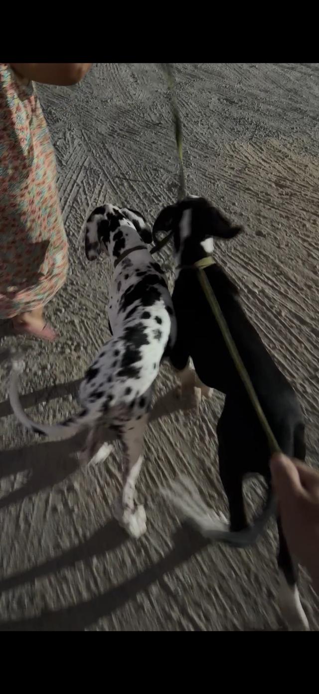 สุนัขเกรทเดน 7เดือน ช/ญ (ขายคู่) รูปที่ 2