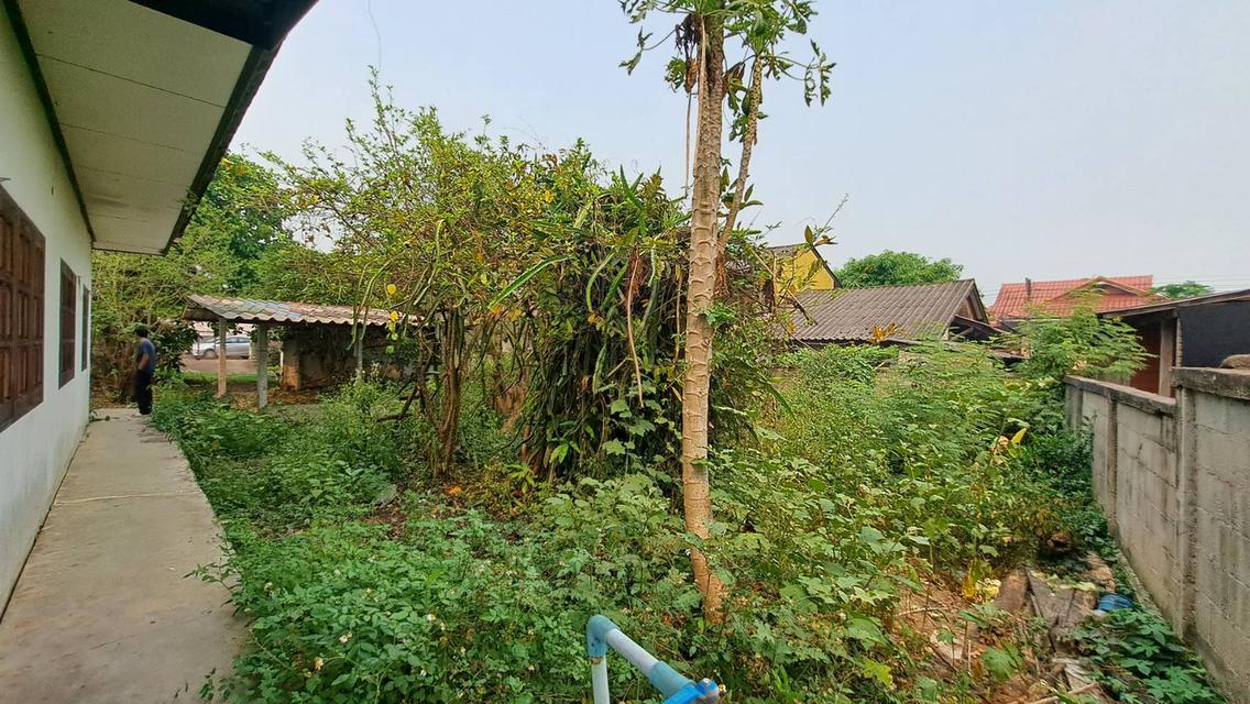 ขายบ้านตั้งอยู่ใจกลางตัวอำเภอเชียงดาว 11