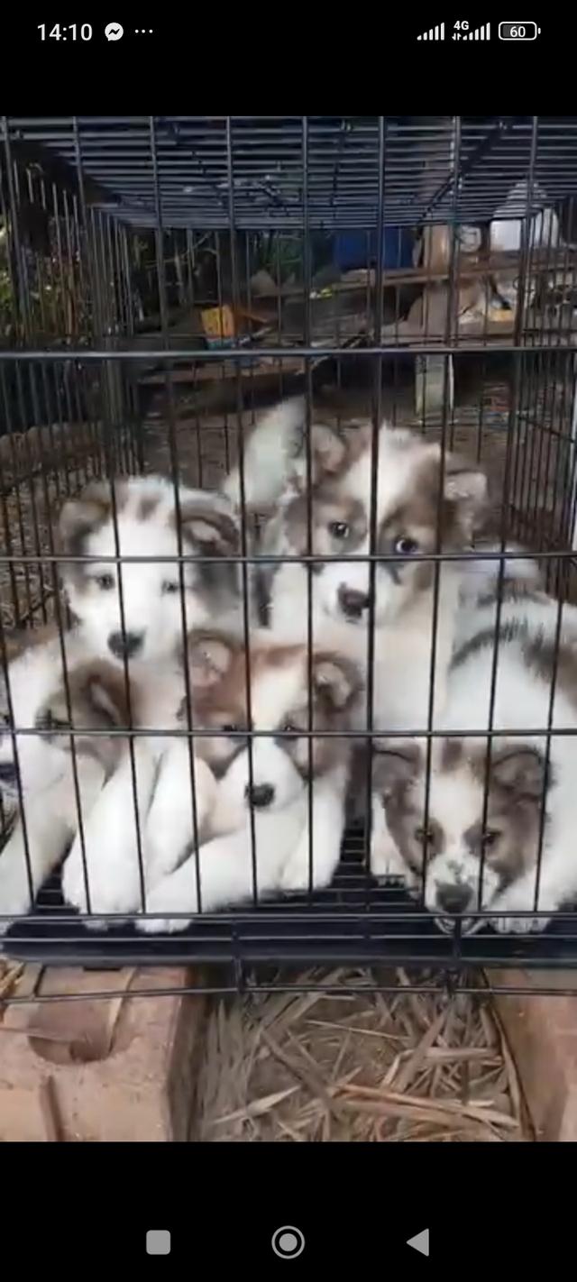 ลูกสุนัขพันธุ์ไทยบางแก้ว รูปที่ 2