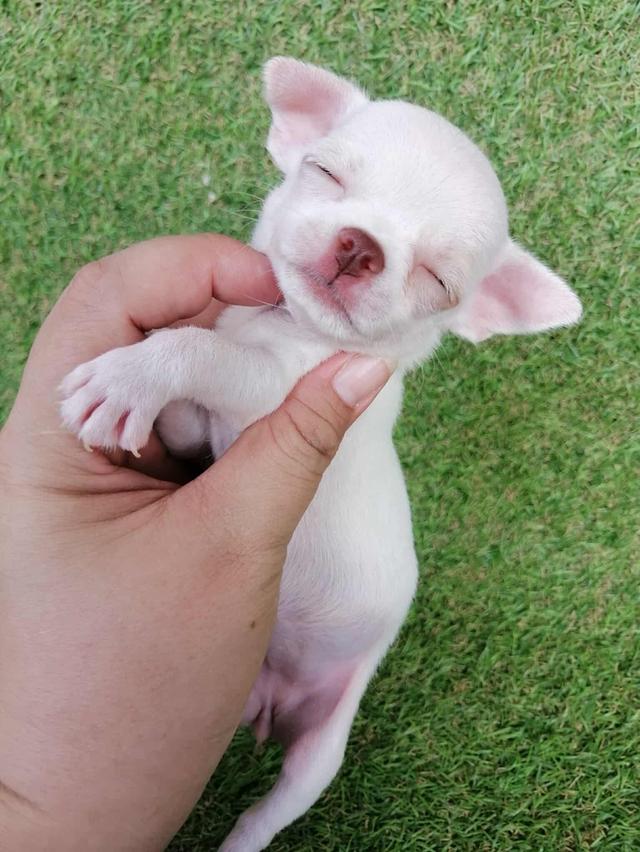 ชิวาว่าเเท้ขนสั้น ญ. 8