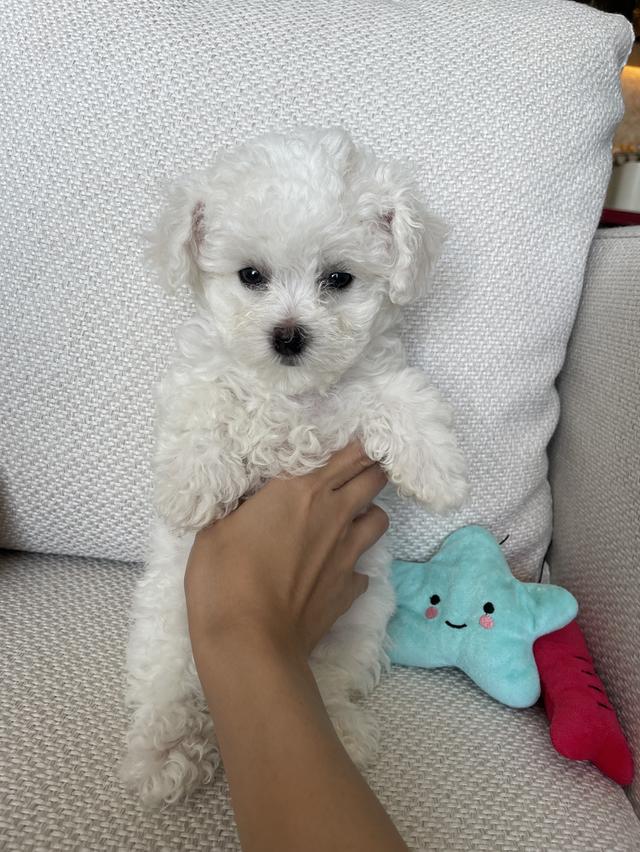 ลูกบิชองฟริเซ่ (เด็กชายโฮต๊อก)