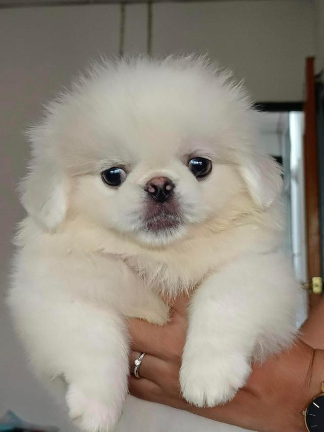 Pekingese Puppies Available
