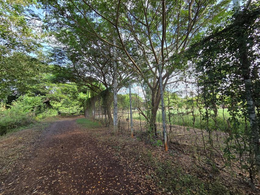 ขายที่ดิน 14 ไร่ แบ่งแปลงแล้ว สามพร้าว 5