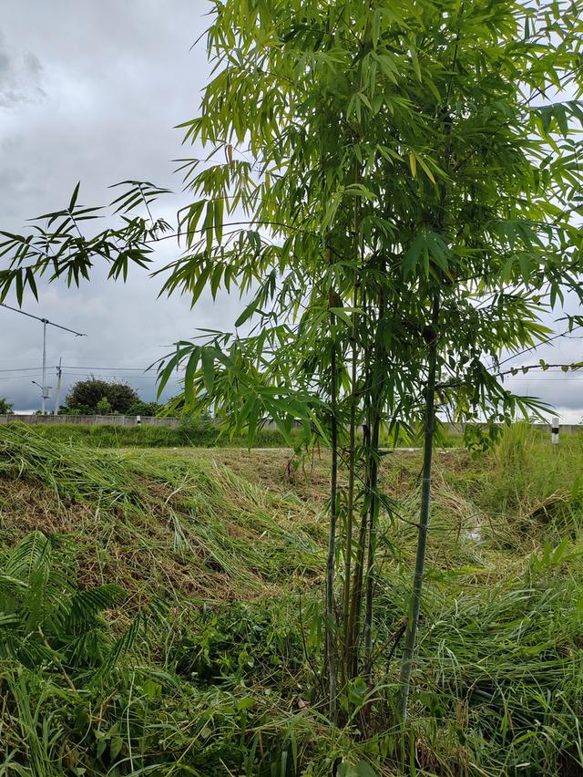 ขายที่ดินวิวสวยเชียงใหม่คันคลอง-เส้นเลี่ยงเมืองสันป่าตอง 11