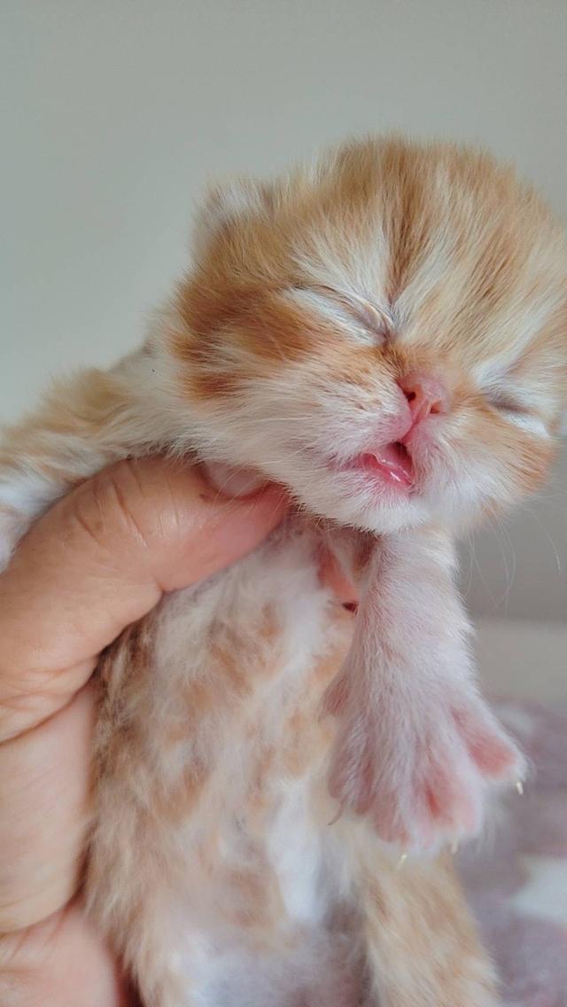 แมว EXO ติก   🔥🔥🏠🔥 แมวหน้าบี้ รูปที่ 2