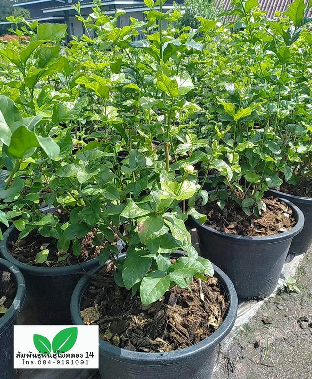 มะลิซ้อน ต้นมะลิซ้อน 3