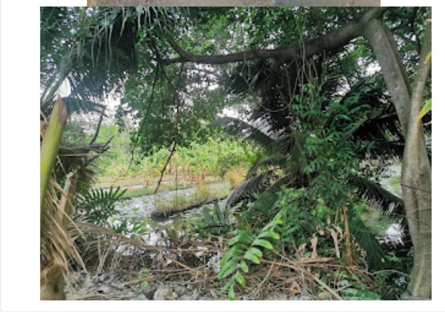 [ขายที่ดิน]]] ถนนพระรามสองต้นๆ 📍ซอยอนามัยงามเจริญ 25 แยก2-5 บางขุนเทียน บางมด กรุงเทพมหานคร 🔥 ที่สวยมากๆ ติดโครงการใหม่บ้านเดี่ยวระดับLuxury หลายโคร 6