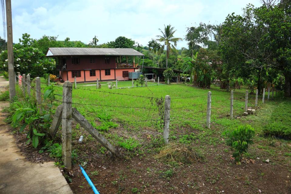 ขายที่ดินด่วน200ตรว. 1