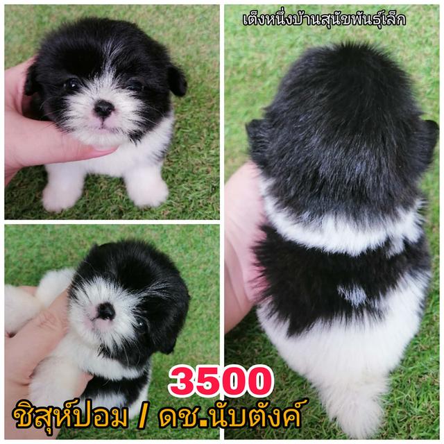 ชิสุห์ผสมปอม พุดเดิ้ล ชิวาว่า พร้อมย้าย 4