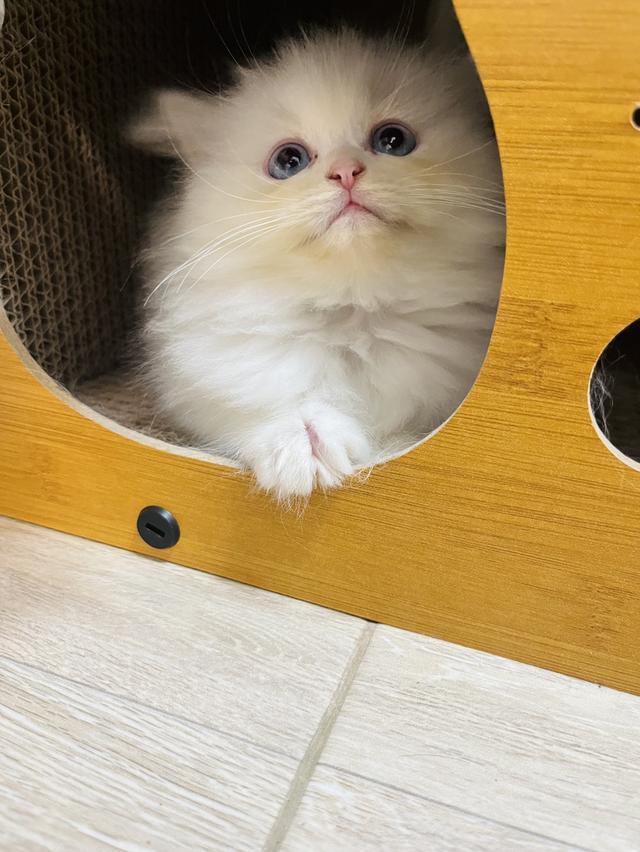 น้องแมวเปอร์เซียน่ารักสีขาว