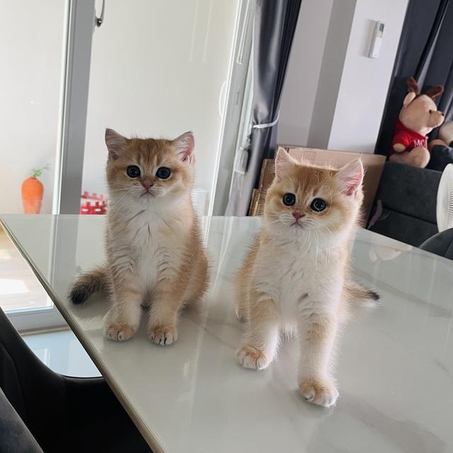 เปิดจองเด็กๆ บริติชช็อตแฮร์ รูปที่ 5