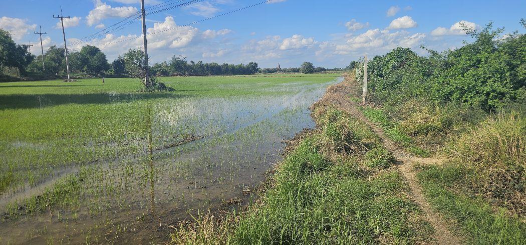 ขาย ที่ดิน ติดถนนปทุมธานี-บางปะหัน อ.พระนครศรีอยุธยา 11 ไร่ 3 งาน 71 ตร.วา