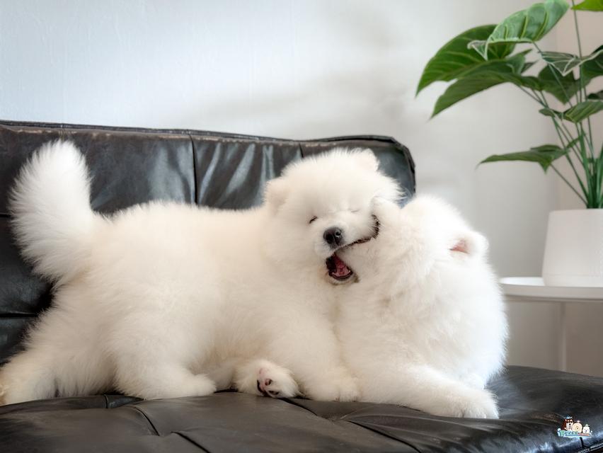 น้องซามอยด์ นำเข้าจากประเทศจีน 19