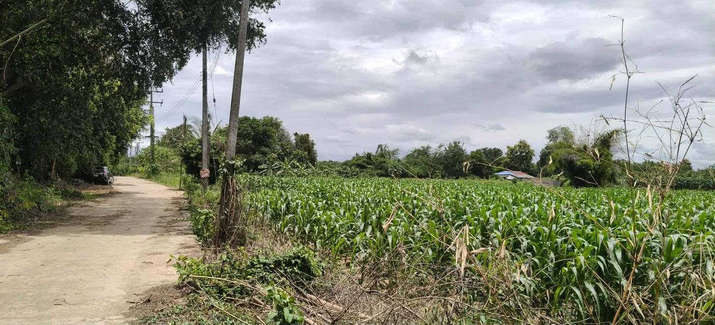 ที่ดิน จังหวัดเพชรบุรี 6 ไร่ 1 งาน 500 ตารางวา 2