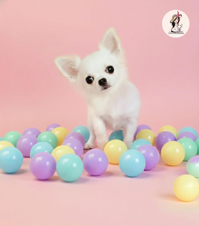 ชิวาวาขนยาวสีขาว