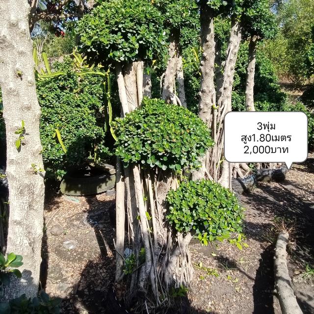 ไทรต่อยอดช้อนเงินช้อนทอง