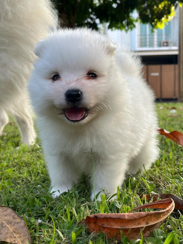 Japanese Spitz (สุนัขพันธุ์สปิตซ์ญี่ปุ่น) 11