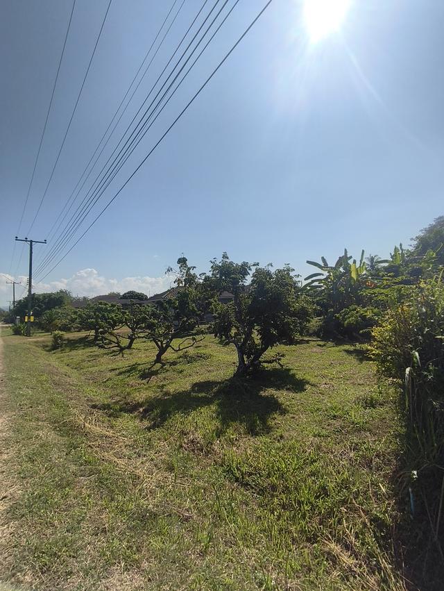 ขายที่ดิน เชียงใหม่ แม่แตง พื้นที่ชุมชน 9