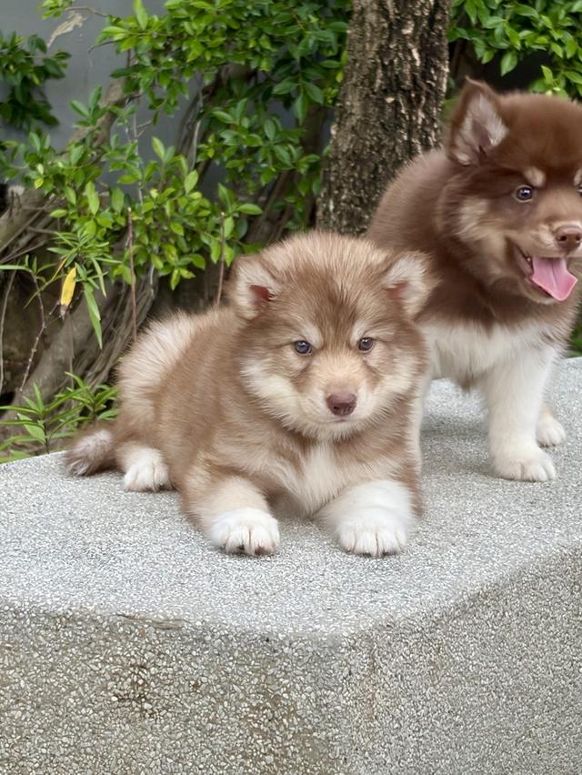ลูกสุนัขไซบีเรียนฮัสกี้แท้ เพศเมีย รูปที่ 9