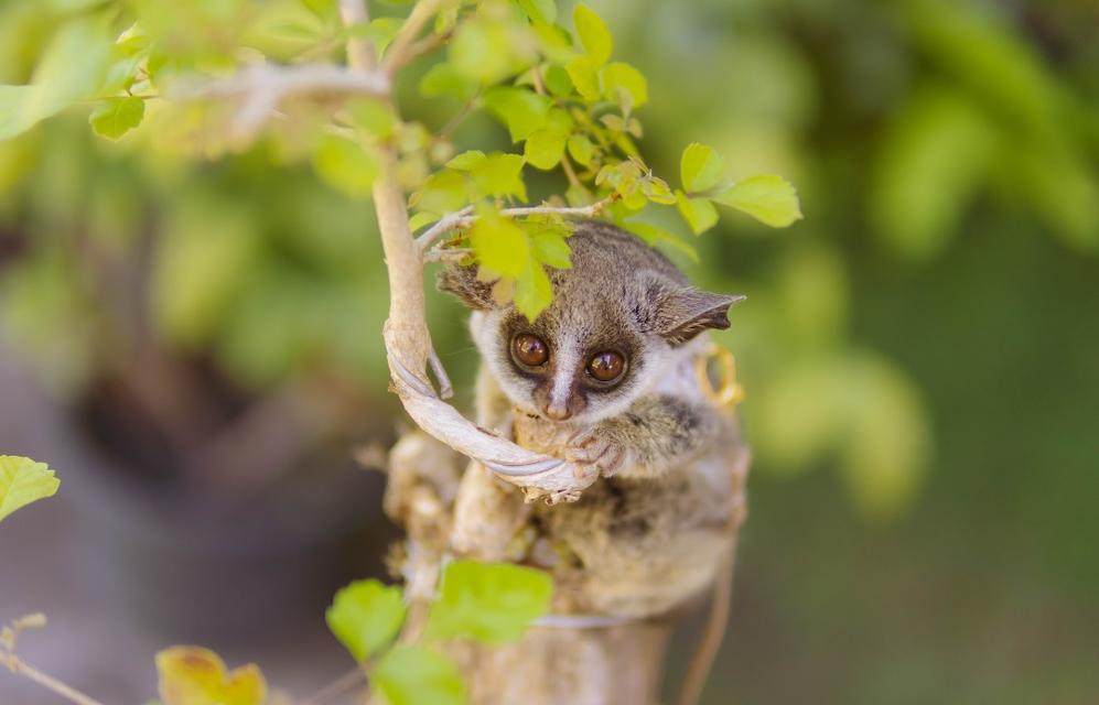 ลิง Bushbaby หลายช่วงวัย รูปที่ 1