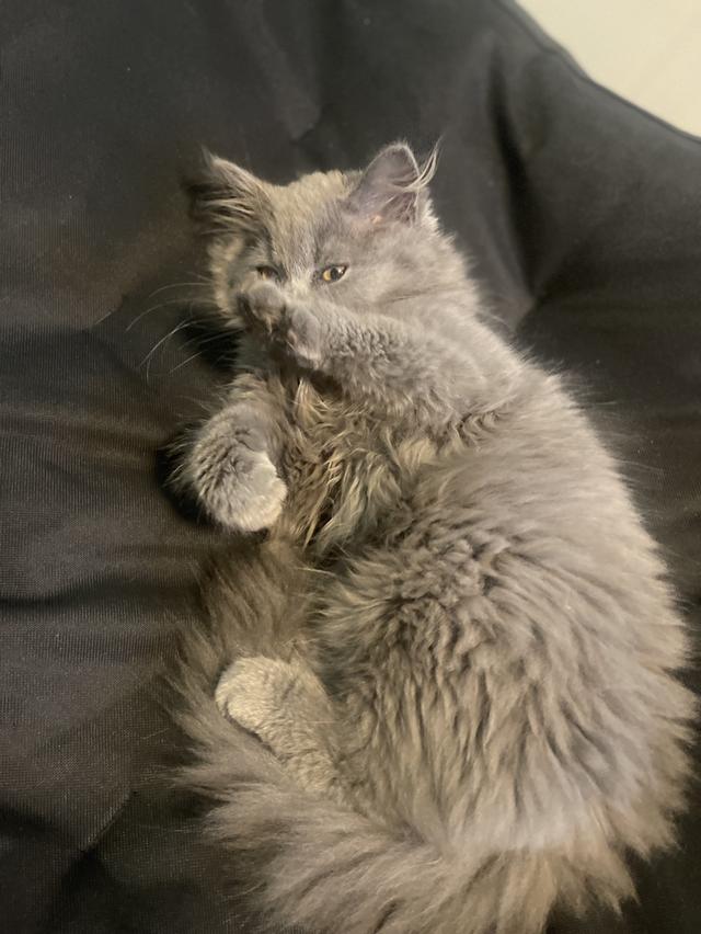 แมวบ้านนี้ขี้อ้อน(เด็กชาย3เดือน) พร้อมย้ายบ้าน รูปที่ 7