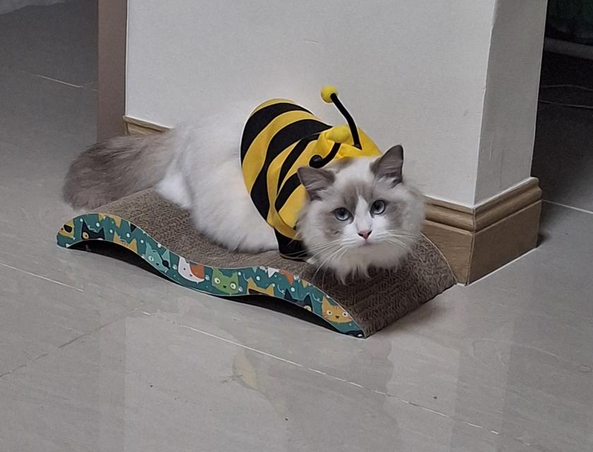 แมวแรคดอร์ขาสั้นเพศเมียอายุ1ขวบ