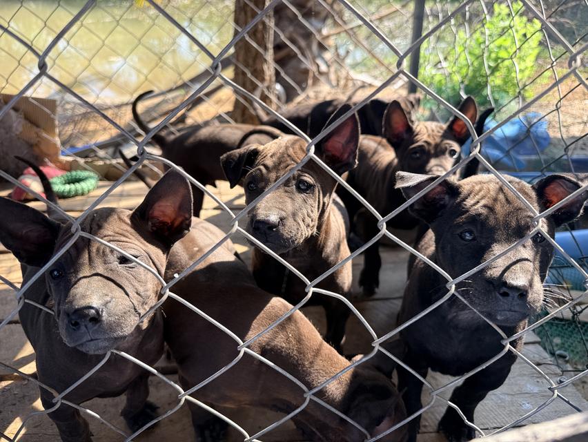 สุนัขไทยหลังอาน เลือด 100%