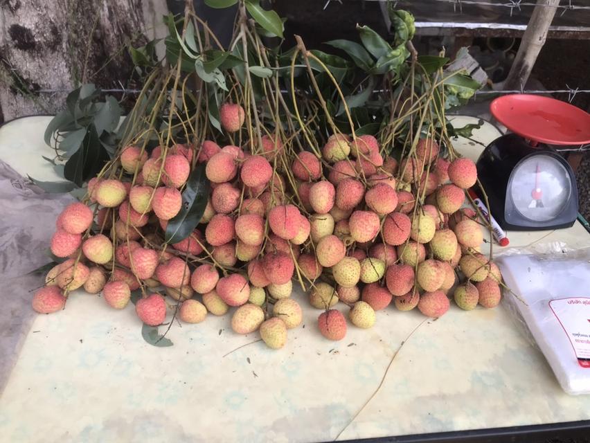 ให้เช่า สวนผลไม้ 12 ไร่ 7 หมื่นต่อปี 10