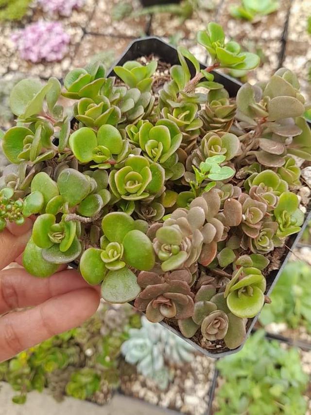 Sedum Tetractinum ไม้อวบน้ำ 1