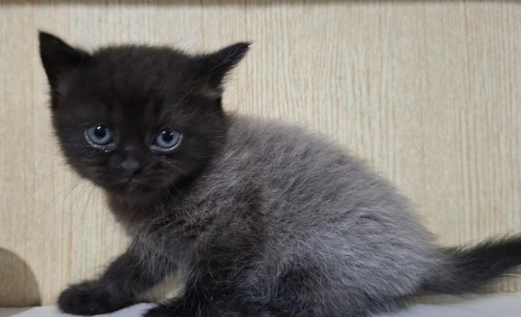 ลูกแมวบริติชเปอร์เซีย 3