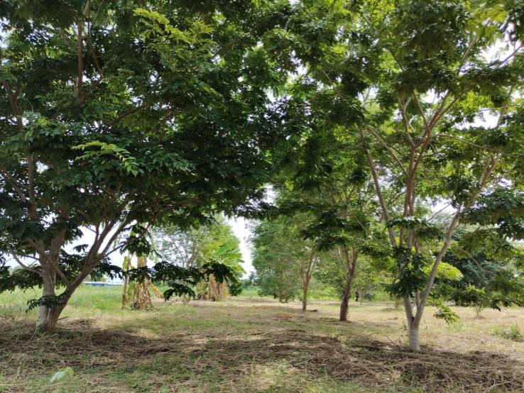 ขายบ้านพร้อมที่ดิน  อยู่ในชุมชน น้ำไฟพร้อม อำเภอเลาขวัญ จ.กาญจนบุรี  12