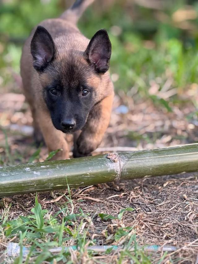 ขายลูกสุนัข Belgian Malinois วัย 60 วัน 3