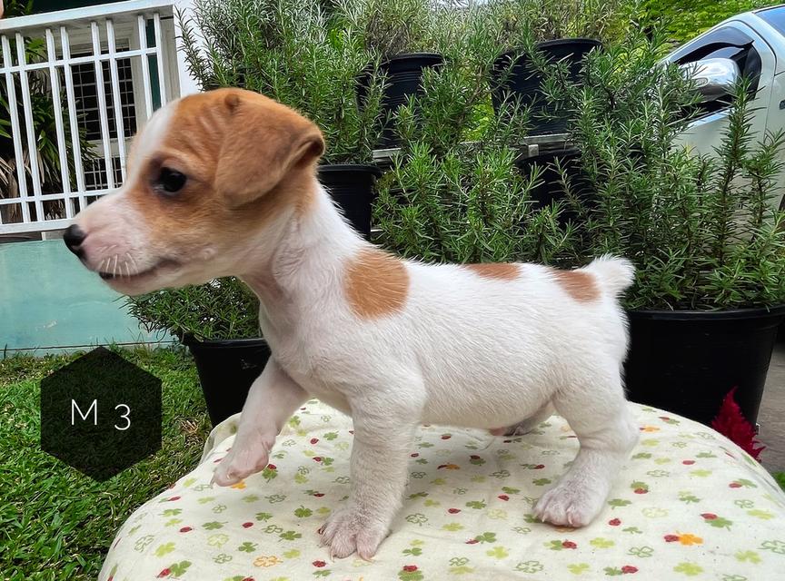 ลูกสุนัข Jackrussell 5