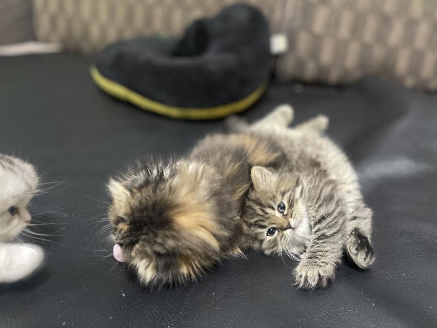 แมวเสือ(หญิง)เกิด 19/9/68 9