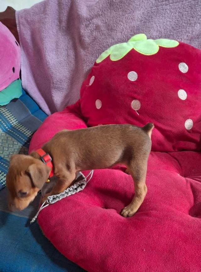 ลูกสุนัข Miniature Pinscher สีน้ำตาล 3