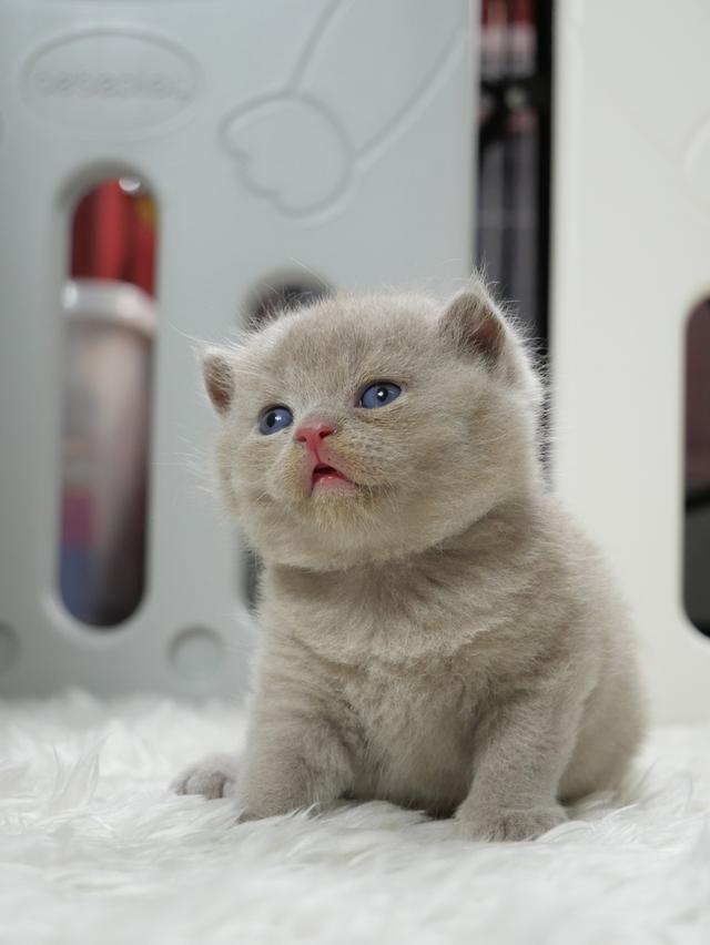 แมวบริติชช๊อตแฮร์ผู้ชายสีไลแลก รูปที่ 9