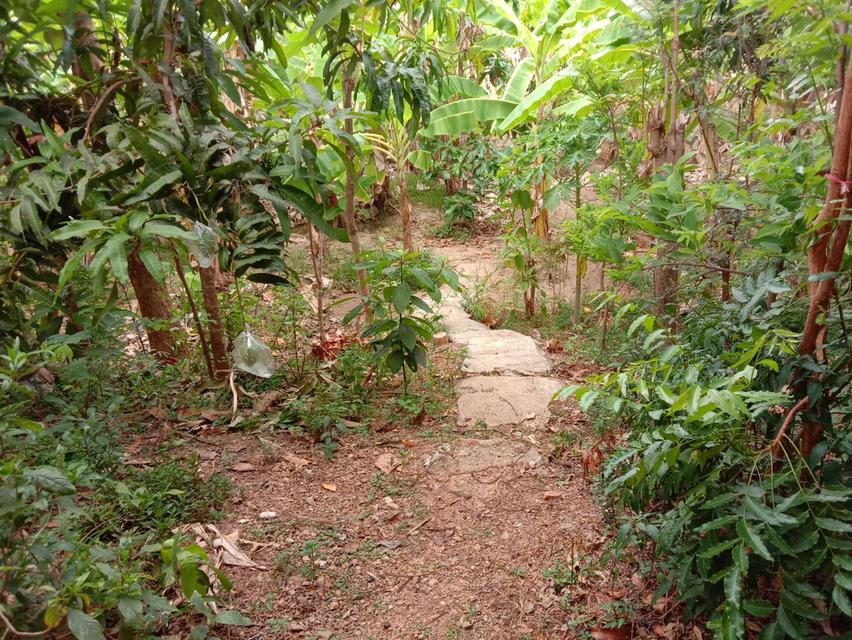 ขายที่ดินพร้อมบ้าน 4 ไร่ 1 งาน ใกล้ตัวเมืองบ้านเหล่า อ.สูงเม่น จ.แพร่ เหมาะลงทุน ทำการเกษตร พักอาศัย 6