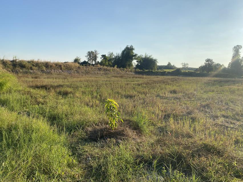 ที่ดิน11ไร่อยู่ถนน4เลนตัดใหม่กาฬสินธุ์-มุกดาหาร 9