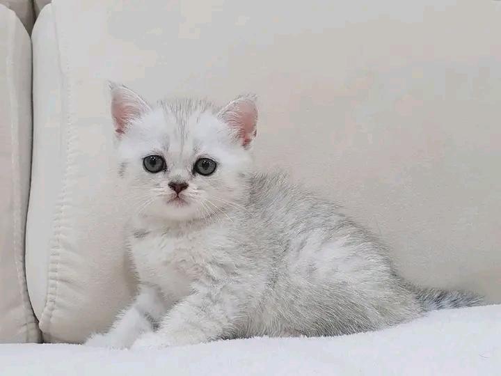 แมวสก็อตติชโฟลด์ สีขาววว