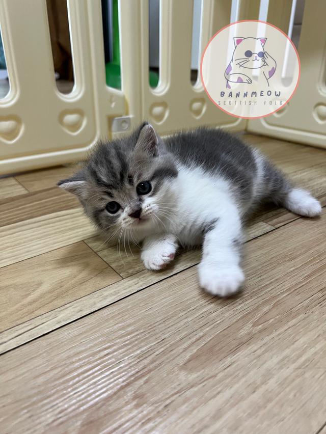 ดช สก็อตติช 2