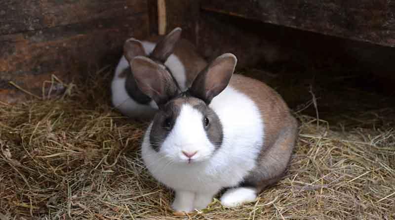 กระต่ายดัตช์ 2