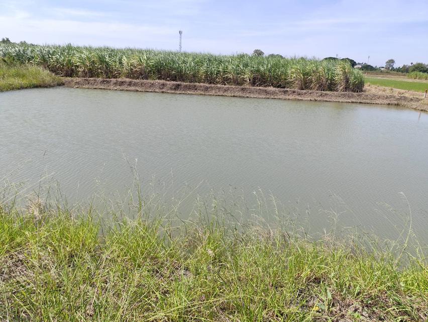 Sale Nice Land 5 Rais Nakhon Pathom suitable for residence and Projects 15