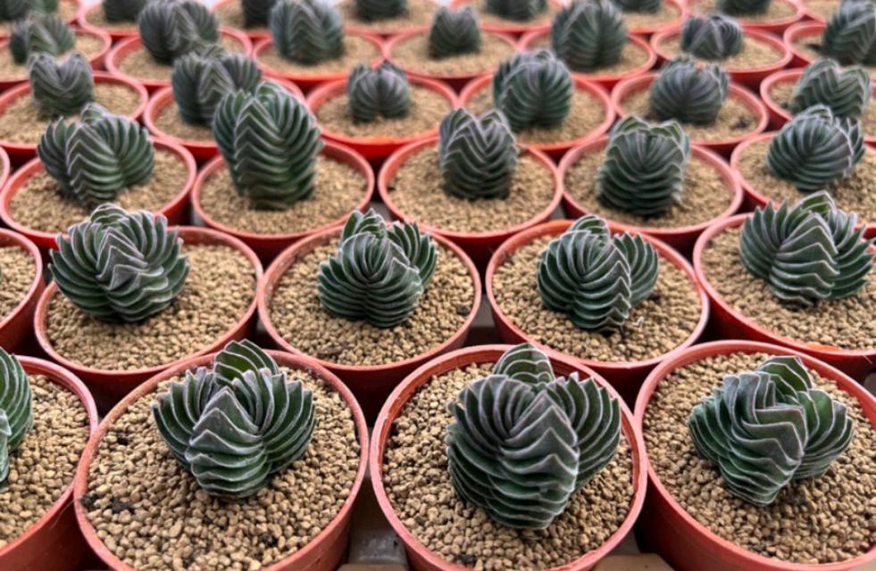 ไม้อวบ Crassula  1