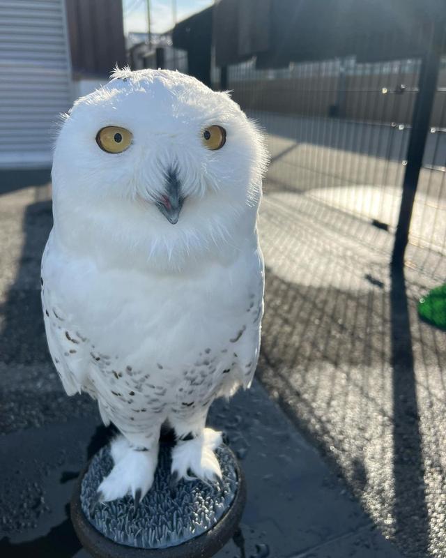 Eagle Owls available  WhatsApp me : +66 63 826 3042