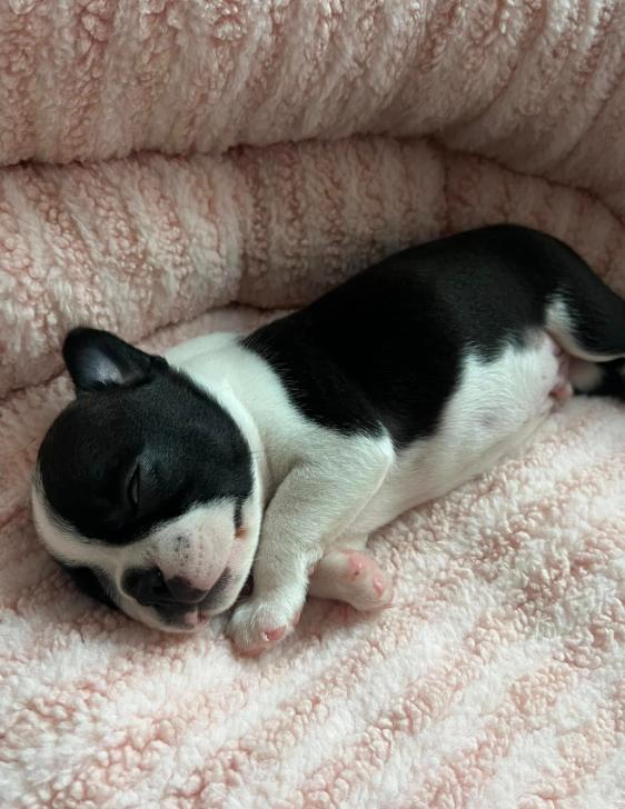 ขาย  Boston Terrier ตัวเล็ก เพิ่งคลอดไม่นาน 4